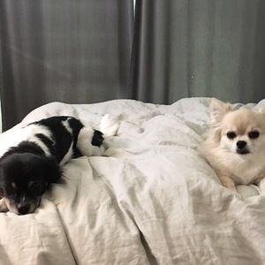 Meet your Posher, Ione